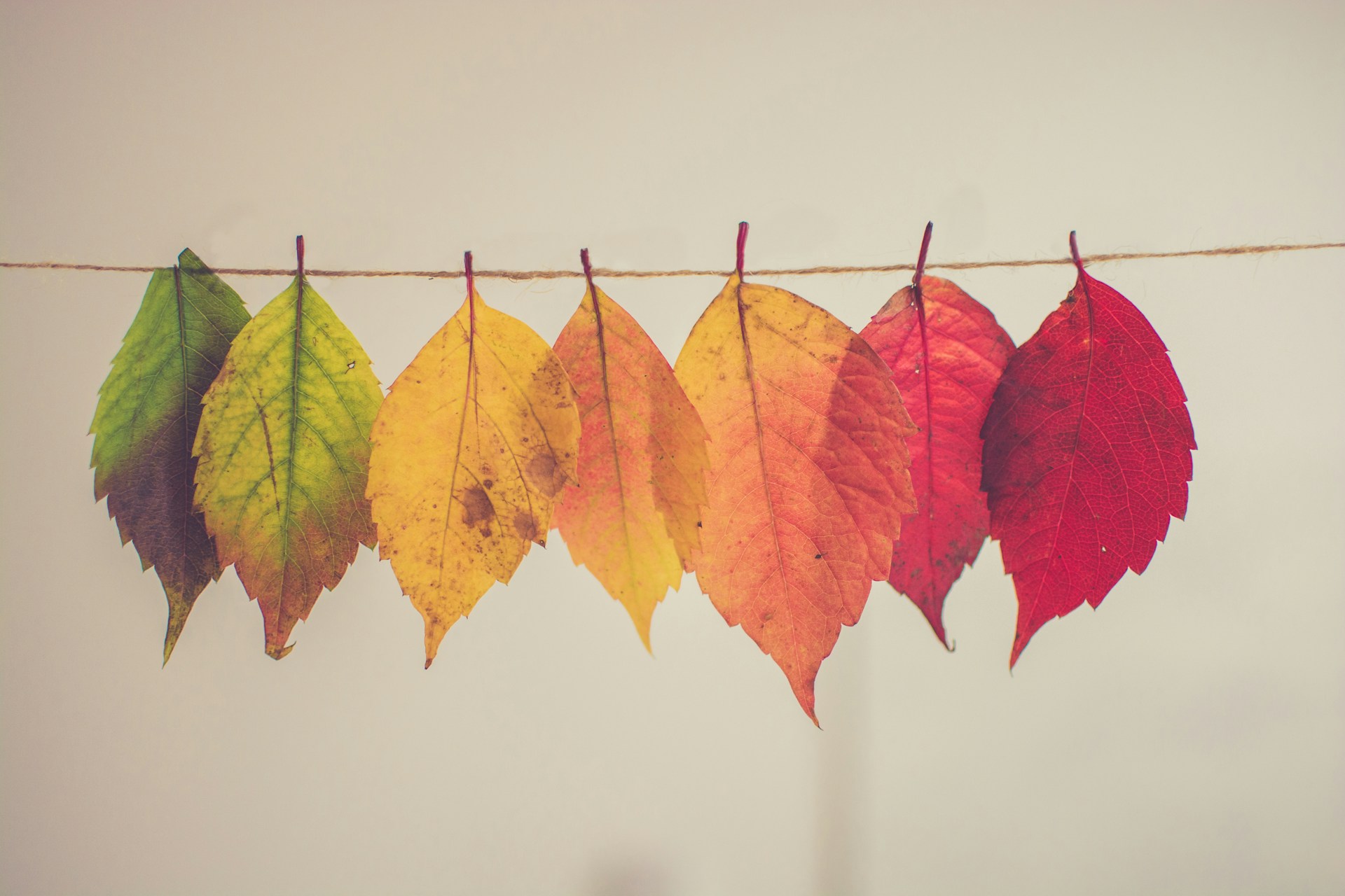 Bridges' Transition Model: Managing the Human Side of Change